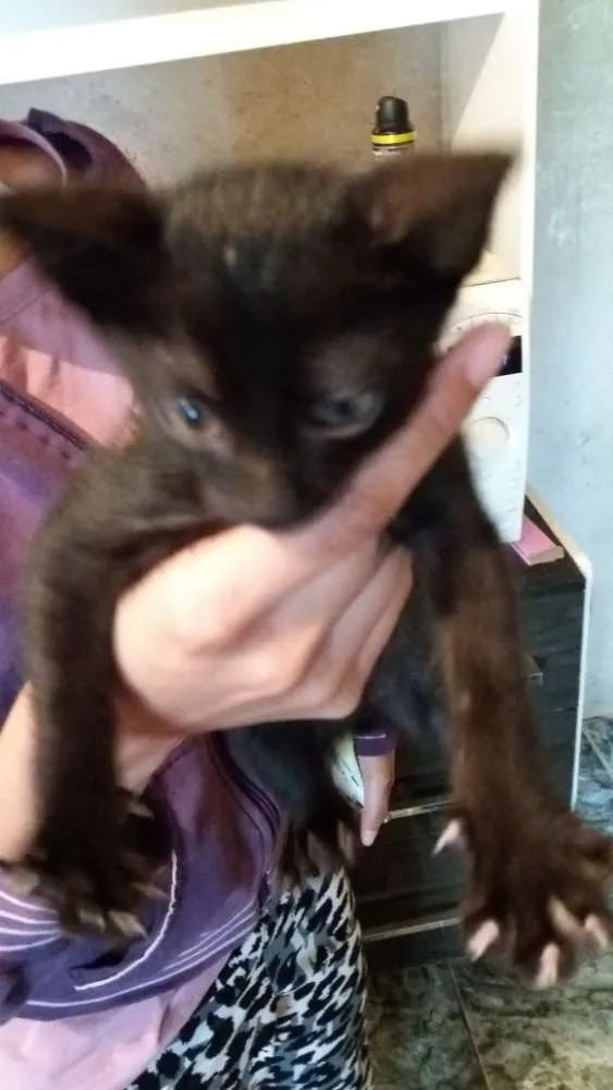 Gato ra a SRD idade 7 a 11 meses nome Cabeçudo