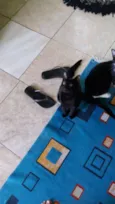 Cabeçudo