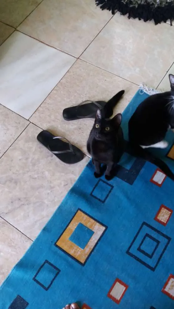 Gato ra a SRD idade 7 a 11 meses nome Cabeçudo