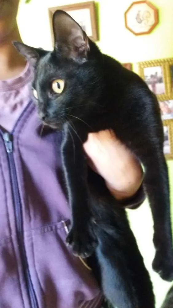 Gato ra a SRD idade 7 a 11 meses nome Cabeçudo
