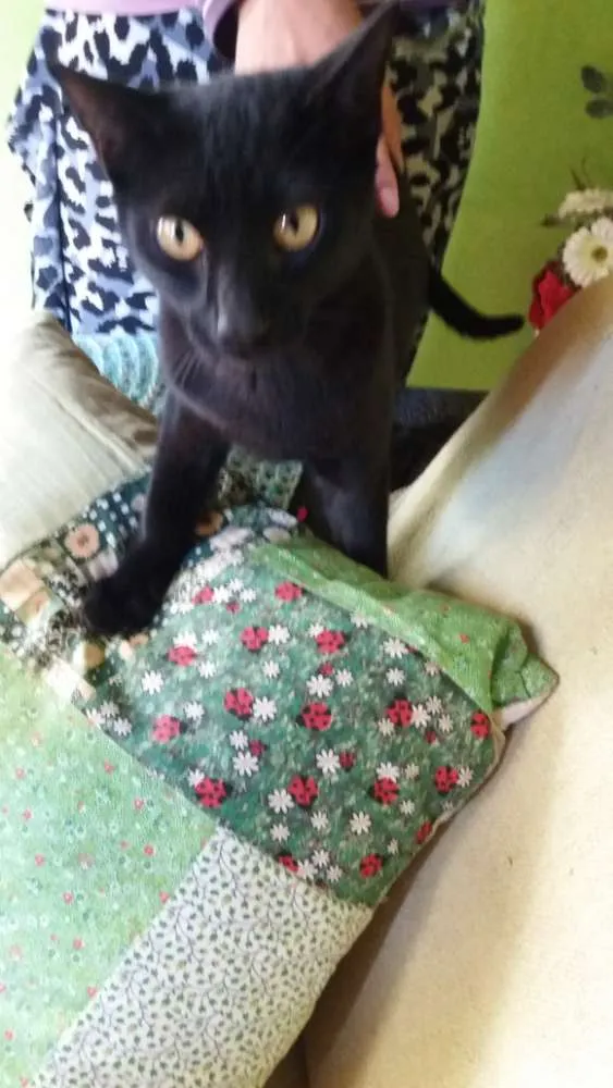 Gato ra a SRD idade 7 a 11 meses nome Cabeçudo
