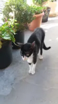 Cabeçudo