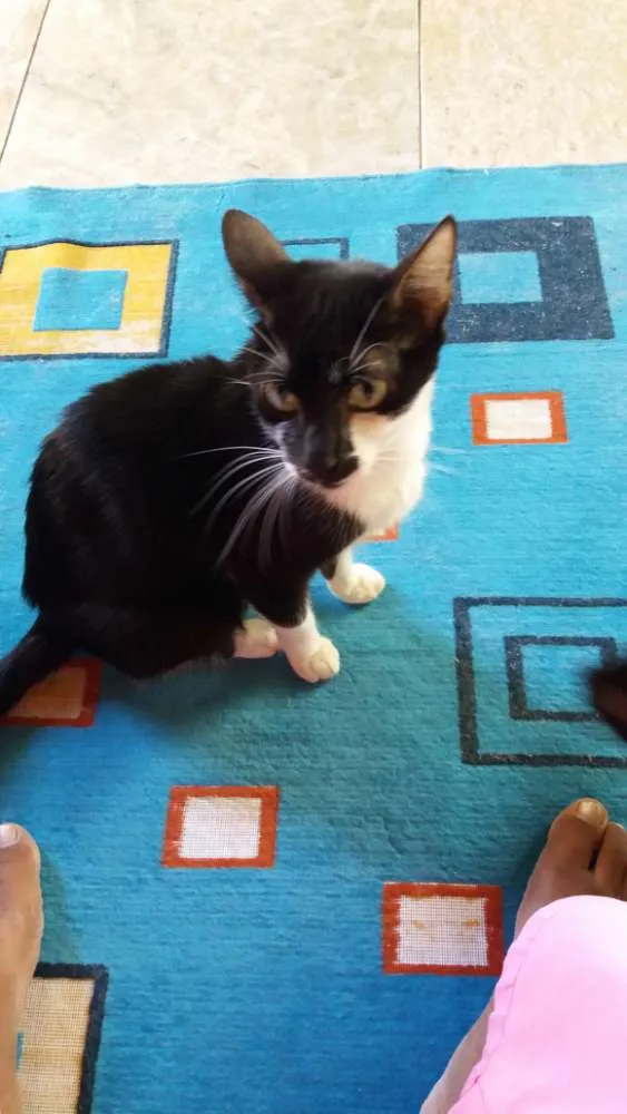 Gato ra a SRD idade 7 a 11 meses nome Cabeçudo