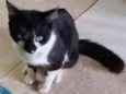 Cabeçudo
