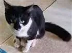 Gato raça SRD idade 7 a 11 meses nome Cabeçudo