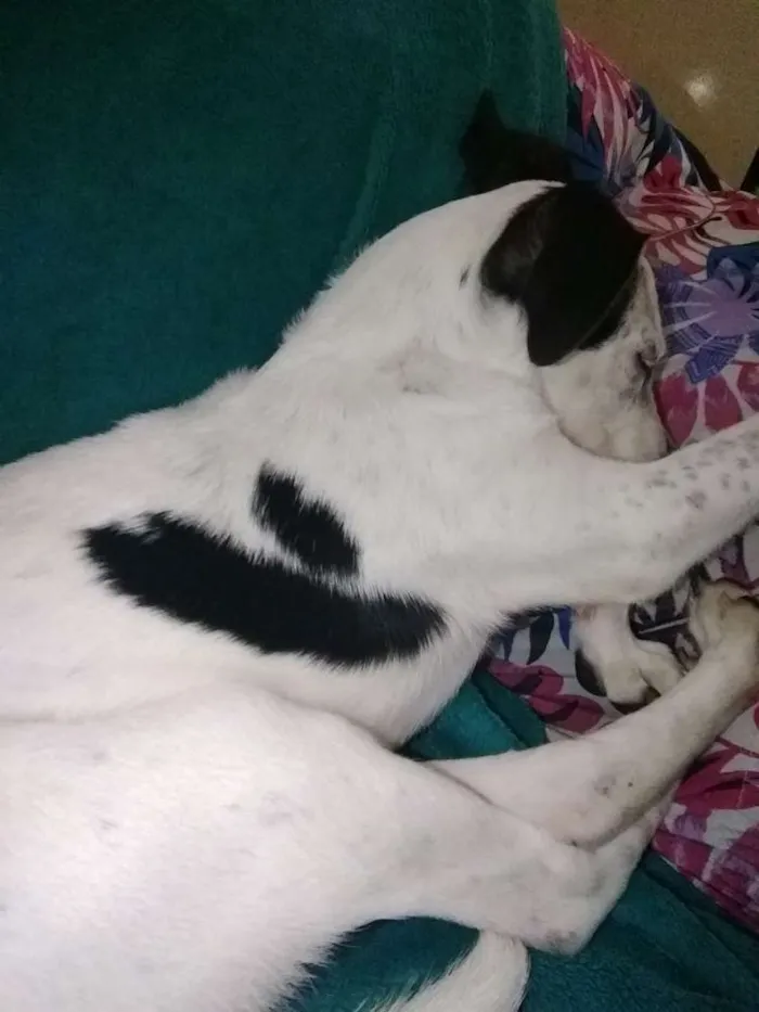 Cachorro ra a Mistura de dálmatas idade 2 a 6 meses nome Não demos nome