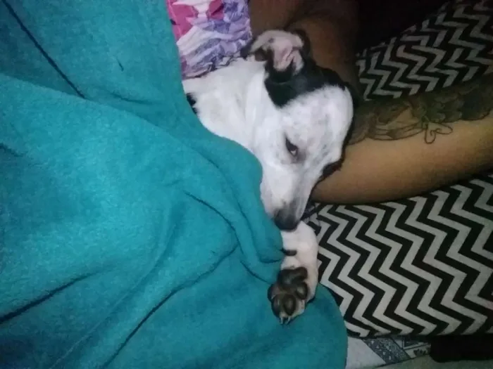 Cachorro ra a Mistura de dálmatas idade 2 a 6 meses nome Não demos nome