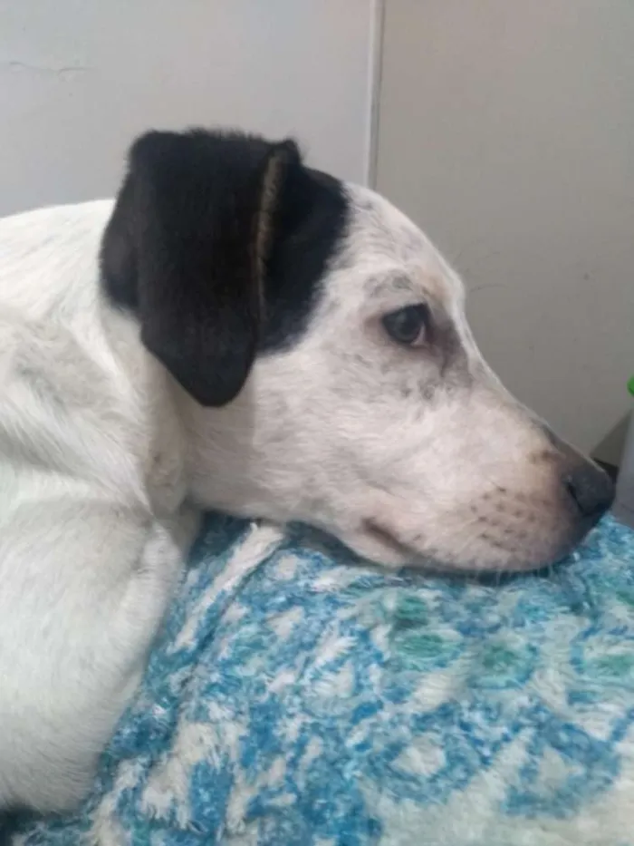 Cachorro ra a Mistura de dálmatas idade 2 a 6 meses nome Não demos nome