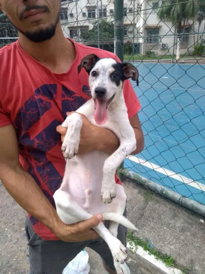 Cachorro ra a Mistura de dálmatas idade 2 a 6 meses nome Não demos nome