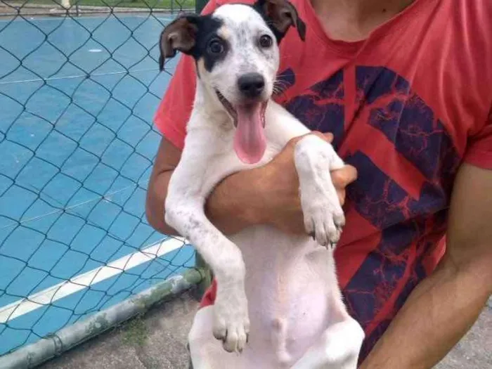 Cachorro ra a Mistura de dálmatas idade 2 a 6 meses nome Não demos nome