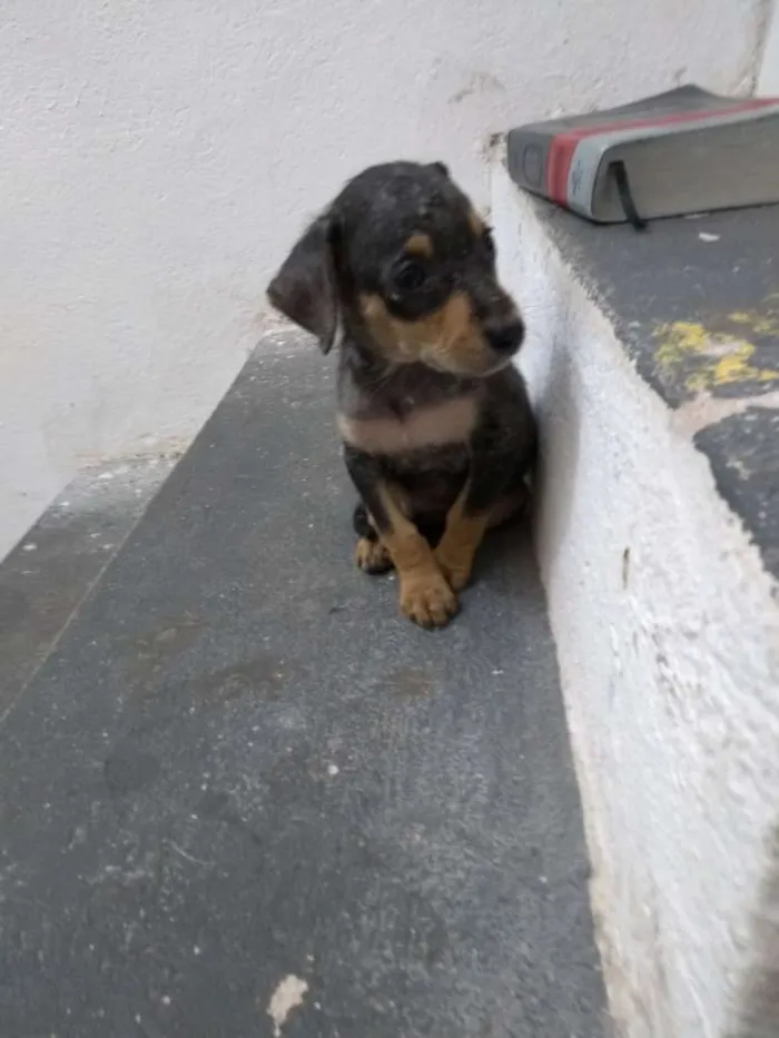 Cachorro raça Não identificada idade Abaixo de 2 meses nome Sacopela