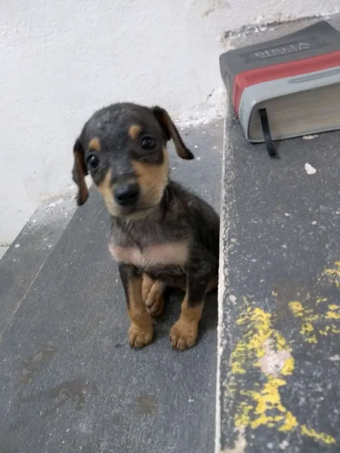 Cachorro raça Não identificada idade Abaixo de 2 meses nome Sacopela
