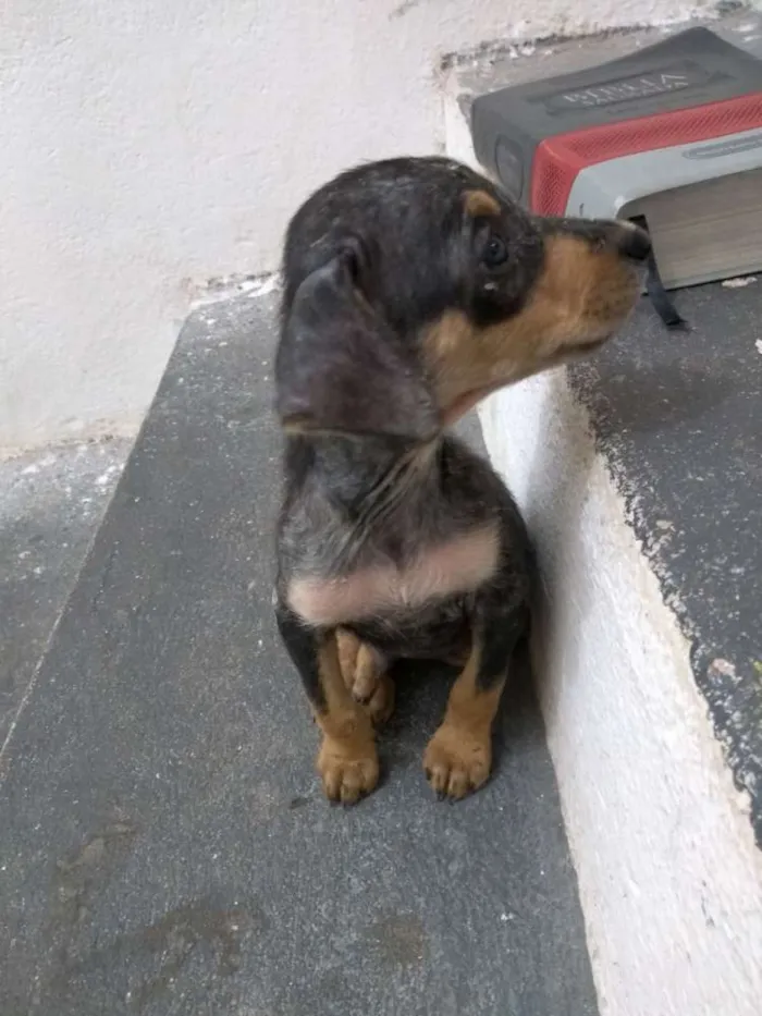 Cachorro raça Não identificada idade Abaixo de 2 meses nome Sacopela