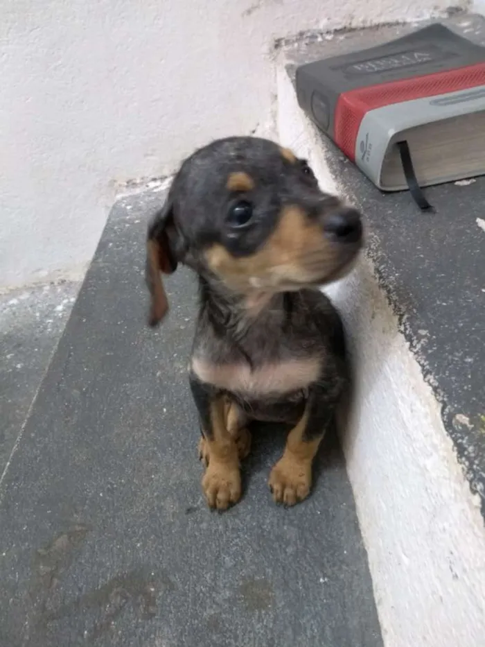 Cachorro raça Não identificada idade Abaixo de 2 meses nome Sacopela