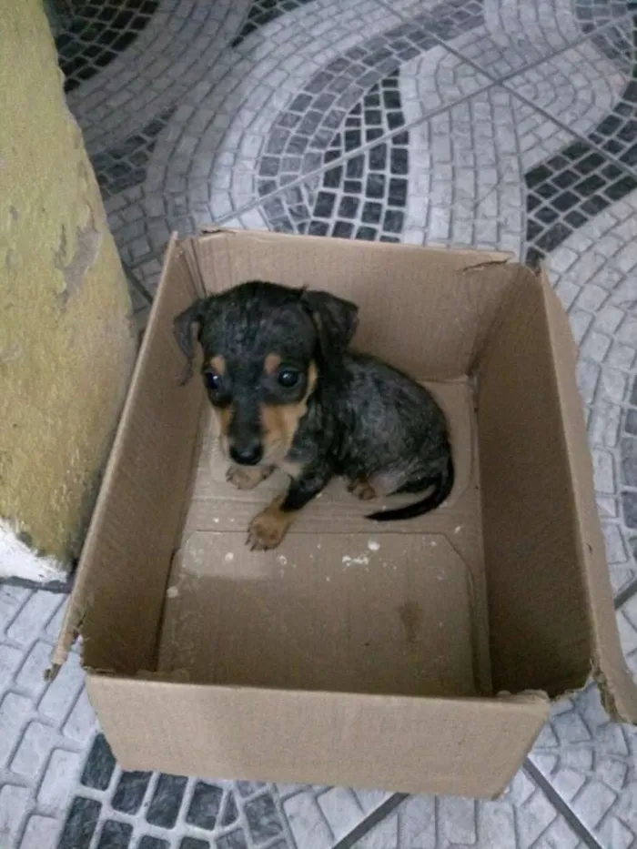 Cachorro raça Não identificada idade Abaixo de 2 meses nome Sacopela