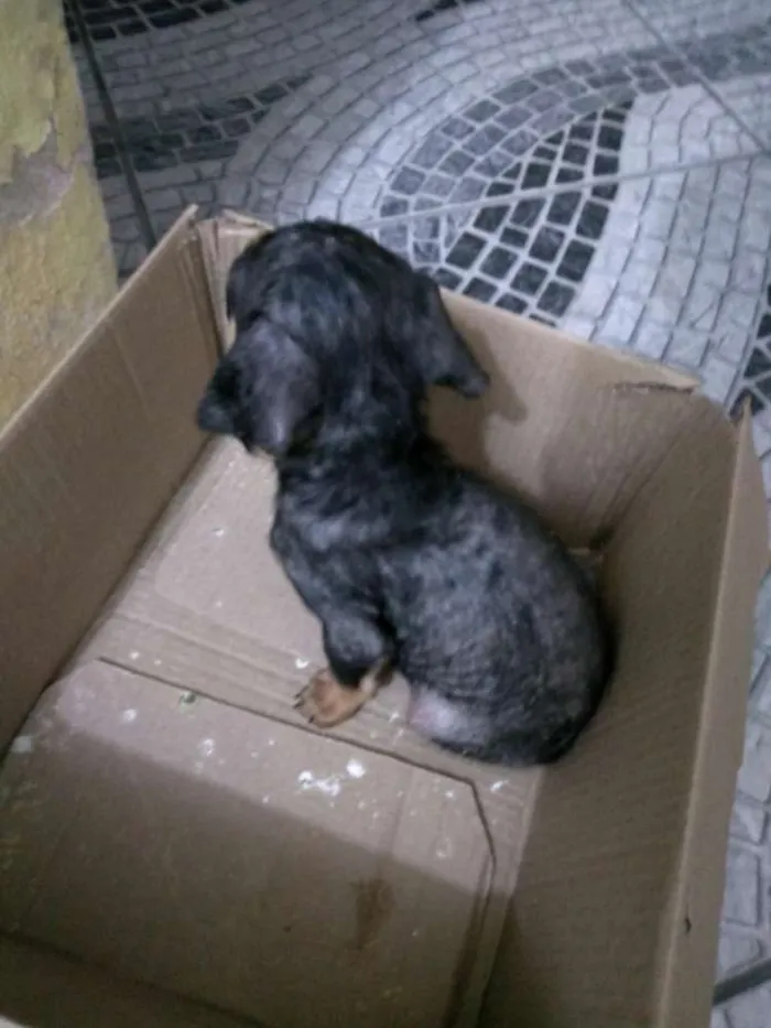 Cachorro raça Não identificada idade Abaixo de 2 meses nome Sacopela