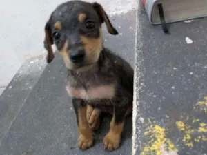 Cachorro raça Não identificada idade Abaixo de 2 meses nome Sacopela