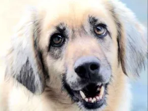 Cachorro raça  idade 6 ou mais anos nome Breno