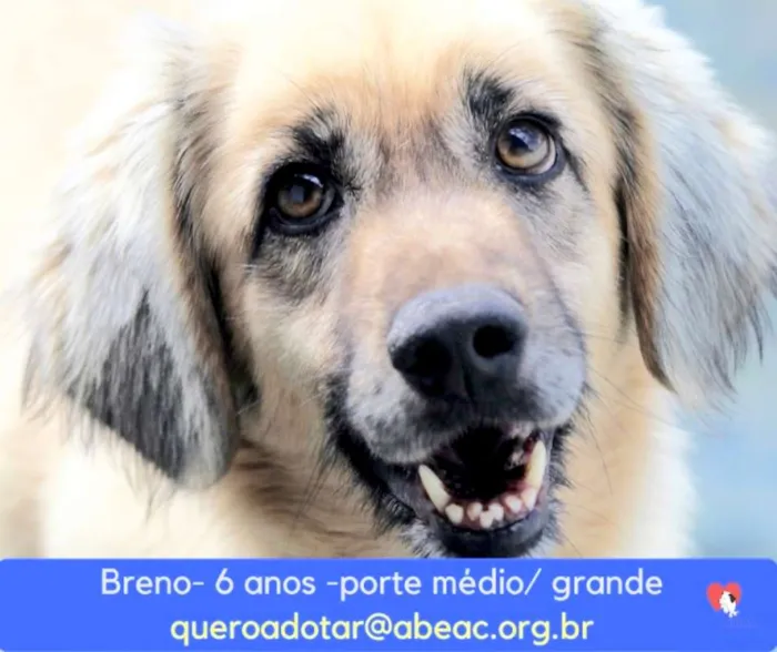 Cachorro ra a  idade 6 ou mais anos nome Breno