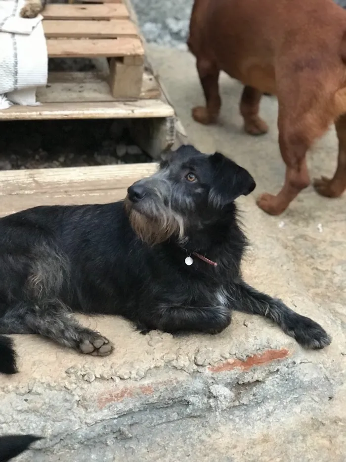 Cachorro ra a SRD idade  nome Julia