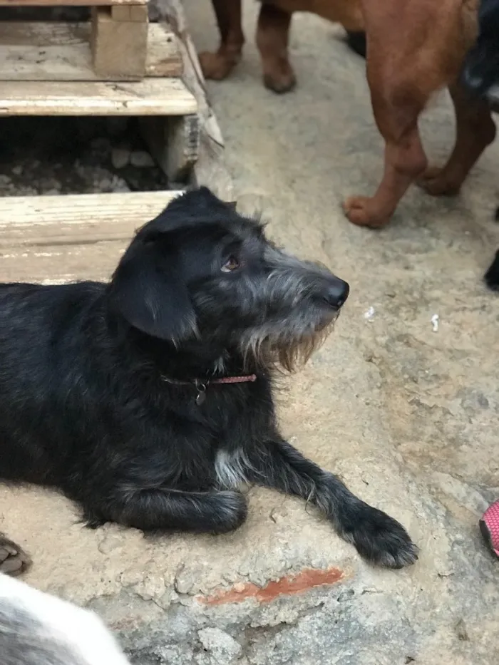 Cachorro ra a SRD idade  nome Julia