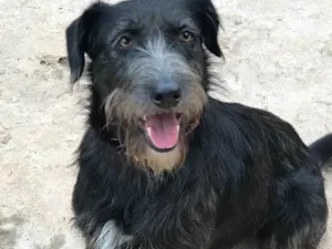 Cachorro raça SRD idade  nome Julia