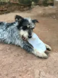 Bob