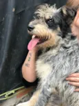 Bob