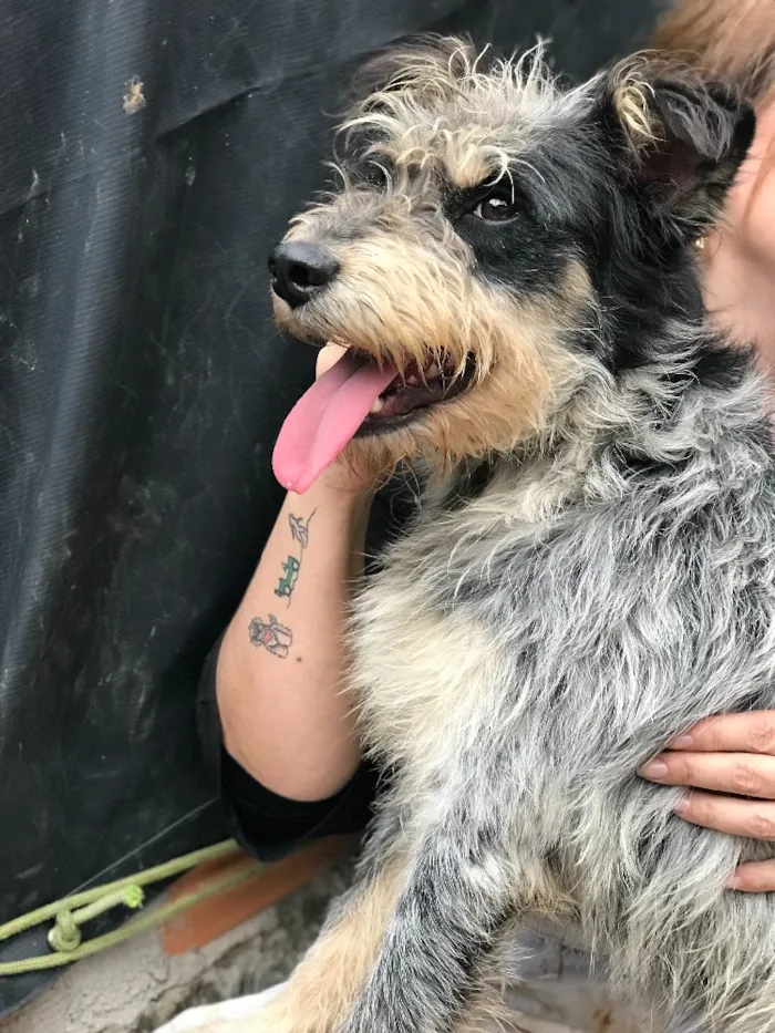 Cachorro ra a SRD idade  nome Bob