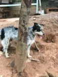 Bob
