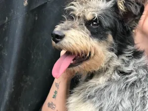 Cachorro raça SRD idade  nome Bob