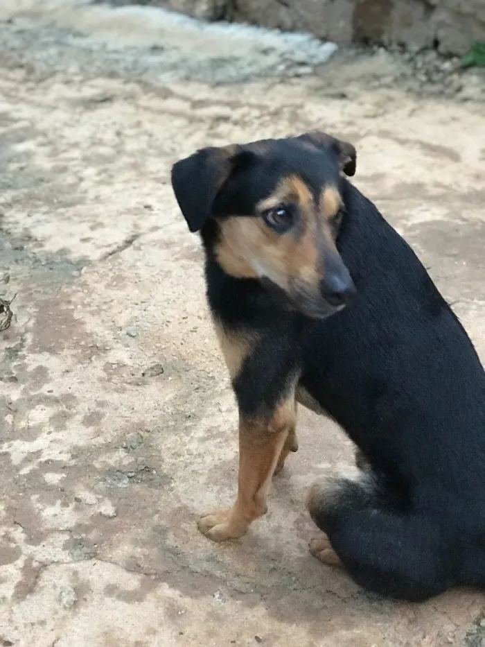 Cachorro ra a SRD idade  nome Nero