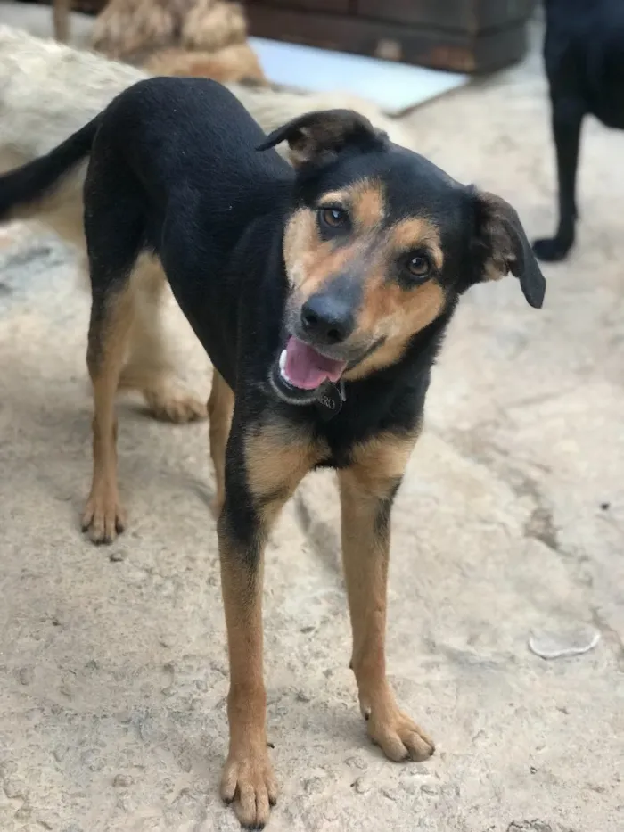 Cachorro ra a SRD idade  nome Nero