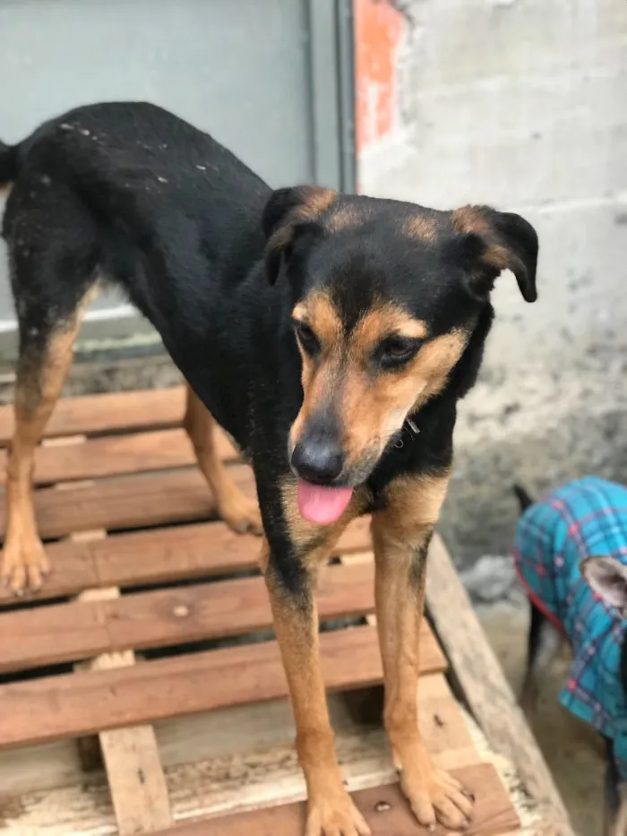 Cachorro ra a SRD idade  nome Nero