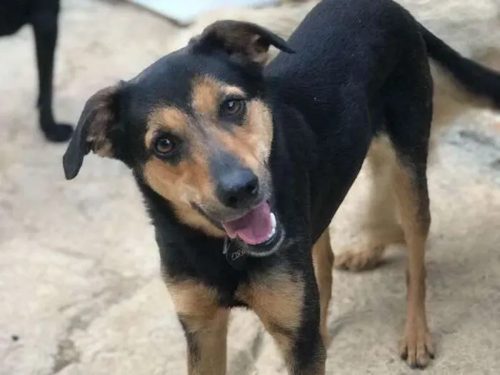Cachorro ra a SRD idade  nome Nero