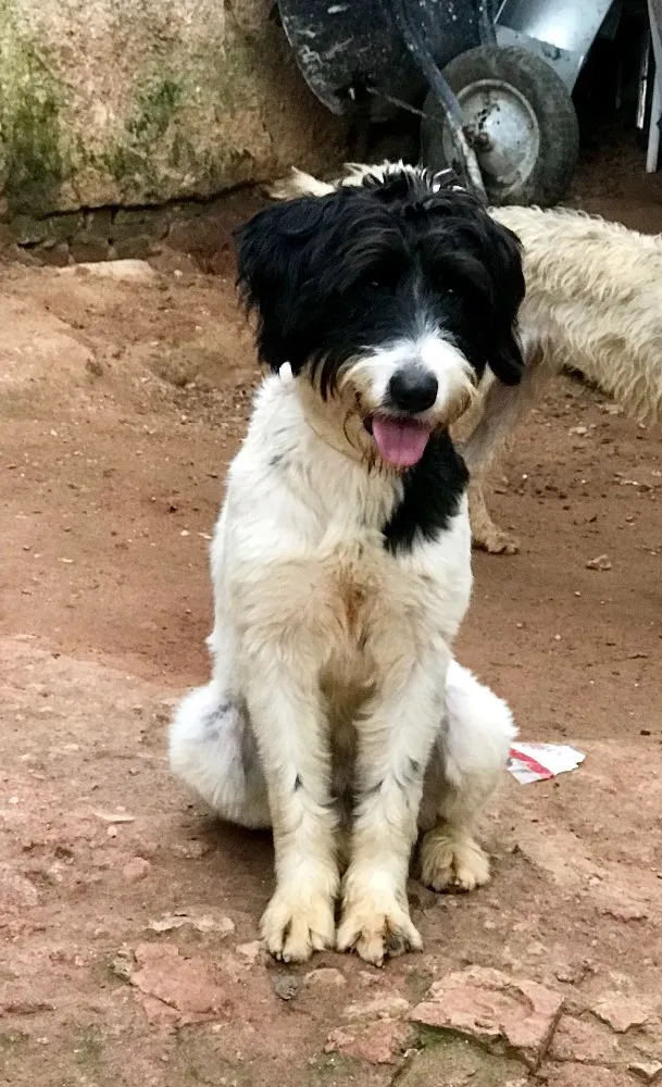 Cachorro ra a SRD idade  nome Bianca