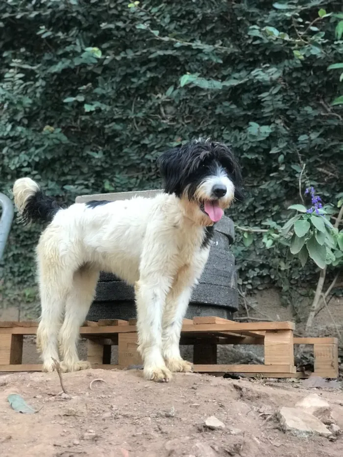 Cachorro ra a SRD idade  nome Bianca