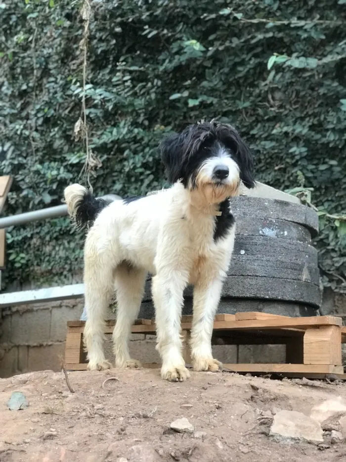 Cachorro ra a SRD idade  nome Bianca