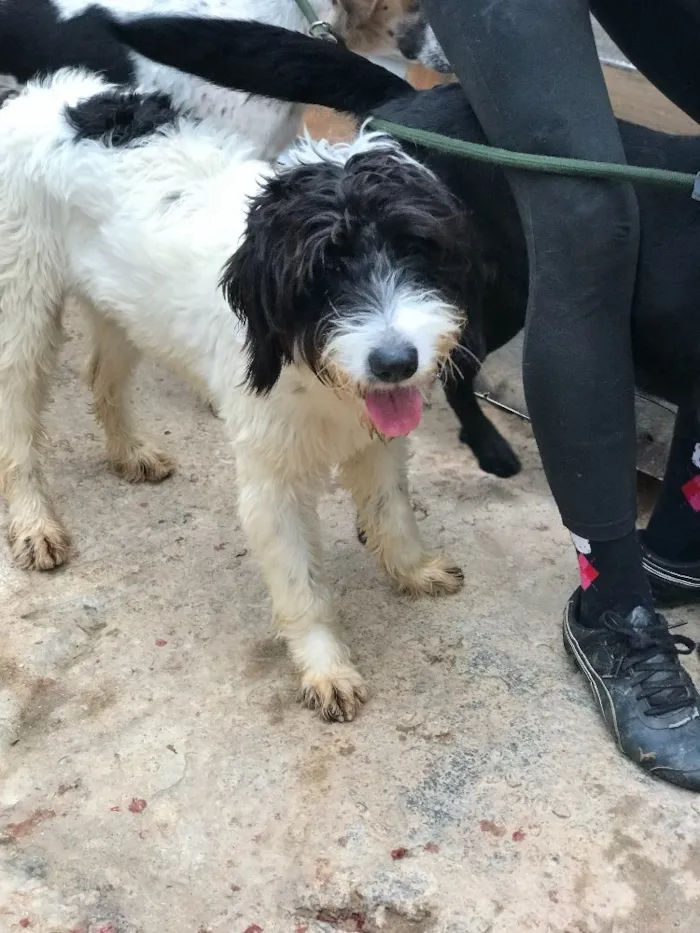 Cachorro ra a SRD idade  nome Bianca