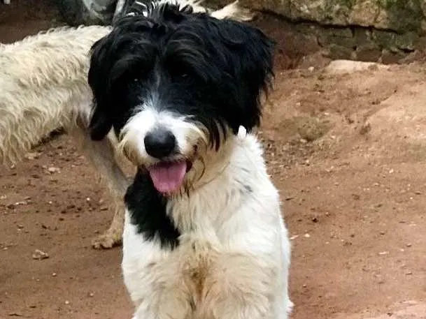 Cachorro ra a SRD idade  nome Bianca