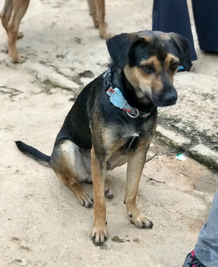 Cachorro ra a SRD idade  nome Neno