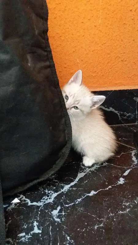 Gato ra a  idade 2 a 6 meses nome Sem Nome