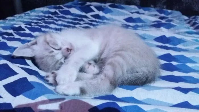 Gato ra a  idade 2 a 6 meses nome Sem Nome