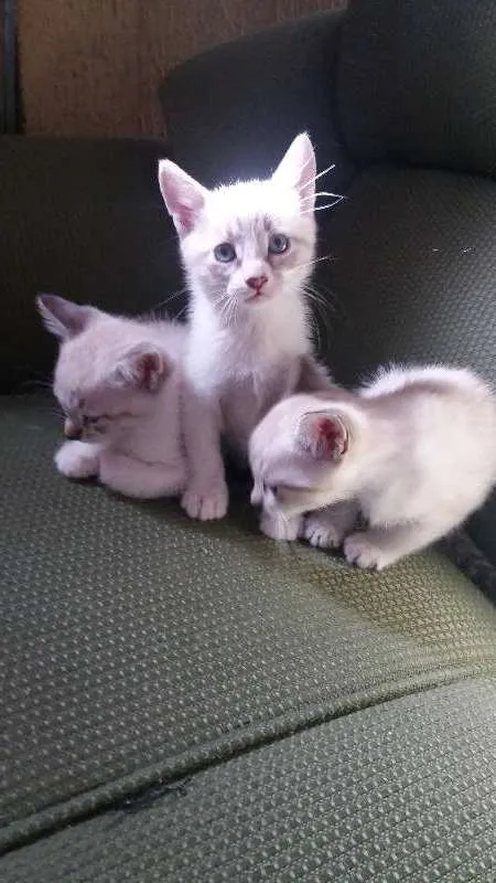 Gato ra a  idade 2 a 6 meses nome Sem Nome