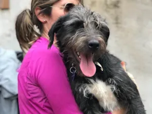 Cachorro raça SRD idade  nome Jack