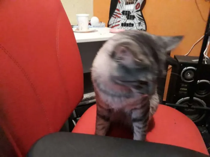 Gato ra a  idade 7 a 11 meses nome Liz