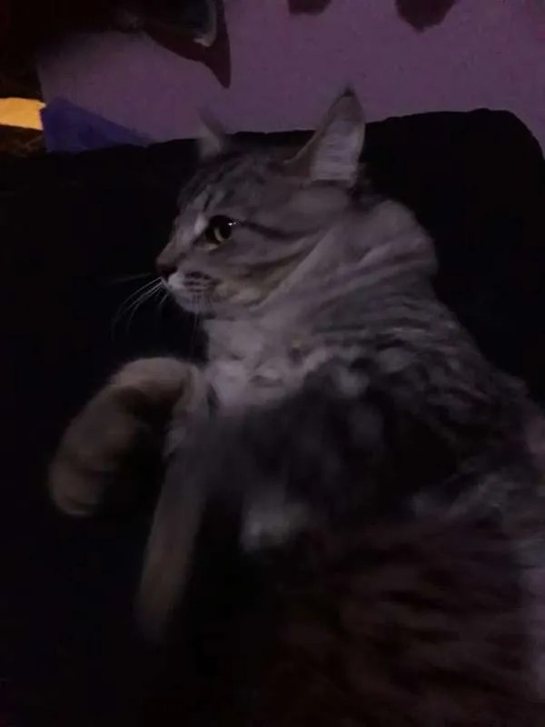 Gato ra a  idade 7 a 11 meses nome Liz