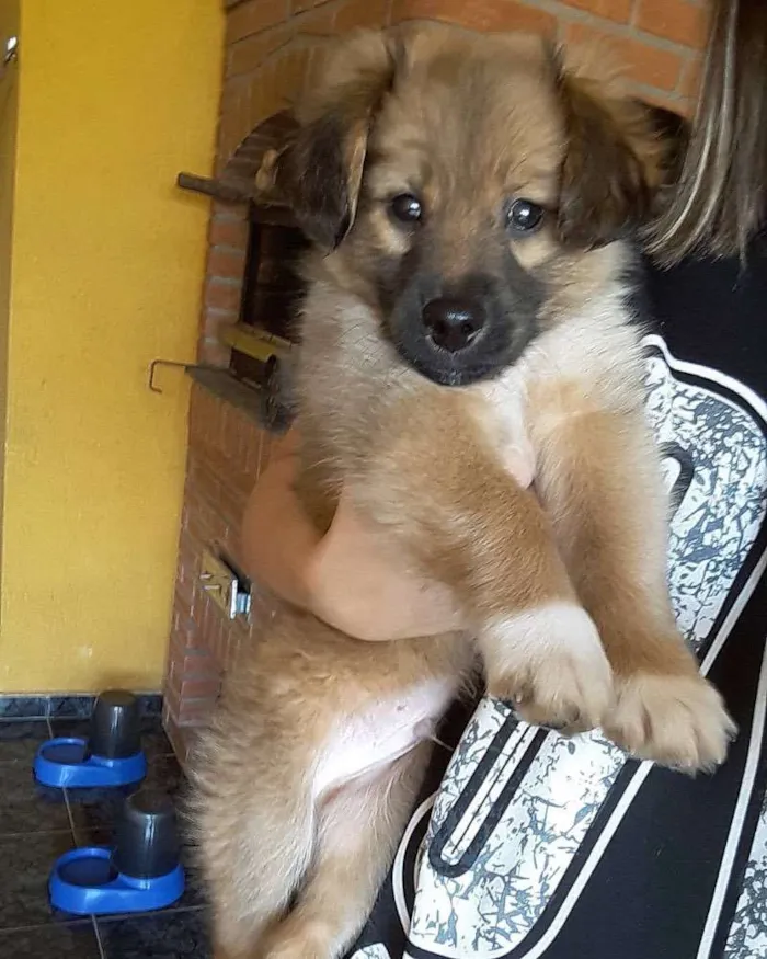 Cachorro ra a Vira-lata  idade 2 a 6 meses nome Luke