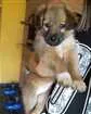 Cachorro raça Vira-lata  idade 2 a 6 meses nome Luke