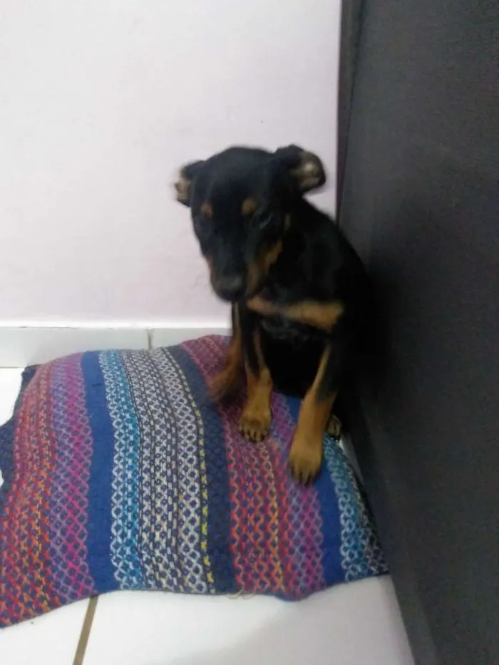 Cachorro ra a Srd idade 2 a 6 meses nome Lola
